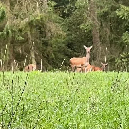 Slapen In Het Bos