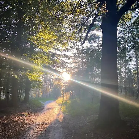 Slapen In Het Bos *